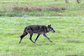 Wall Mural - Yellowstone National Park, gray wolf trots through the green grass and sage.