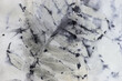 detail of black imprint of natural leaves on a cotton fabric
