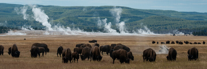 usa, wyoming. panoramic image of bison herd with steaming geysers, yellowstone national park.