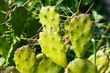 thorny potted plants, desert plants, various cacti