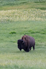 Canvas Print - USA, Wyoming. Bison grazing, Yellowstone National Park.