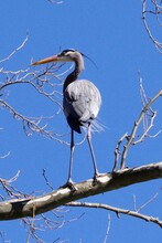 Blue Heron Posing In A Tree