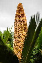 Closeup Of A Long And Textured Sago Palm Flower Filling The Frame.