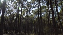 4K Pine Tree Forest Landscape, Camera Moving From The Canopy To The Base Of The Trees Revealing A Dirty Road. 60fps
