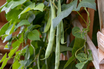 Several ripe curly bean pods in a summer vegetable garden