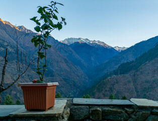 Wall Mural - a plant and the mountain range, pekhri, tirthan valley, himachal pradesh, india