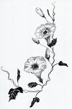Flower Hand Drawn Illustration,art Design
