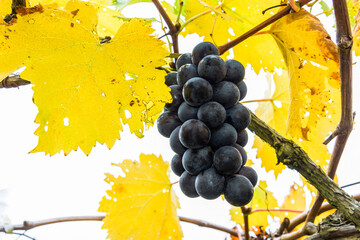 close-up ripe grapes in the vineyard of Miaoli, taiwan.