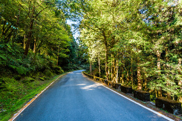 Wall Mural - The asphalt road through in forest, Alishan Forest Recreation Area in Chiayi, Taiwan.