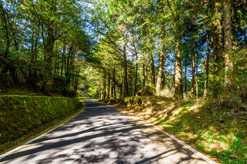 Wall Mural - The road through the green forest at Alishan Forest Recreation Area in Chiayi, Taiwan.