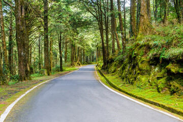 Wall Mural - The asphalt road through in forest, Alishan Forest Recreation Area in Chiayi, Taiwan.