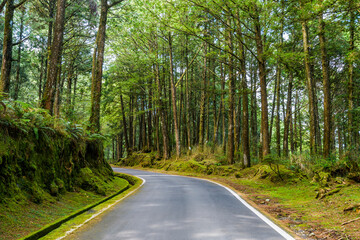 Wall Mural - The asphalt road through in forest, Alishan Forest Recreation Area in Chiayi, Taiwan.