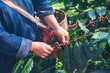© aFotostock - Man Hands harvest coffee bean ripe Red berries plant fresh seed coffee tree growth in green eco organic farm. Close up hands harvest red ripe coffee seed robusta arabica berry harvesting coffee farm