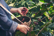 © aFotostock - Man Hands harvest coffee bean ripe Red berries plant fresh seed coffee tree growth in green eco organic farm. Close up hands harvest red ripe coffee seed robusta arabica berry harvesting coffee farm