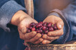 © aFotostock - Man Hands harvest coffee bean ripe Red berries plant fresh seed coffee tree growth in green eco organic farm. Close up hands harvest red ripe coffee seed robusta arabica berry harvesting coffee farm