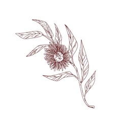 Poster - Blooming eucalyptus flower isolated on white. Vintage drawing of botanical element with blossomed bud and leaves. Hand-drawn contoured vector illustration of eucalypt branch