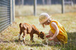 Adorable toddler girl in yellow dress and straw hat playing with goats at farm