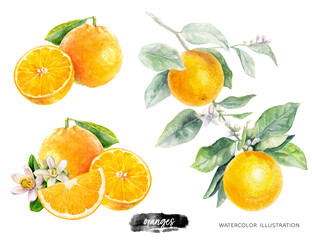 Canvas Print - Orange fruit with leaves watercolor illustration isolated on white background