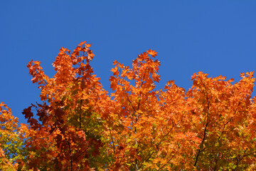 Red and orange maple leaves on the background of blue sky. Bright autumn scene.