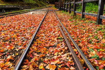 the railway is covered with maple leaves, alishan forest railway. alishan forest recreation area in 