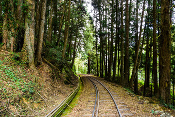 Wall Mural - The Forest Railway passes through the Alishan Forest Recreation Area in Chiayi, Taiwan.