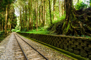 Wall Mural - The Forest Railway passes through the Alishan Forest Recreation Area in Chiayi, Taiwan.