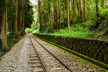 Wall Mural - The Forest Railway passes through the Alishan Forest Recreation Area in Chiayi, Taiwan.