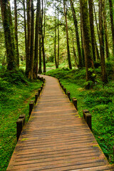 Wall Mural - boardwalk paths through the green forest, Alishan Forest Recreation Area in Chiayi, Taiwan.
wooden pathway through in the green forest