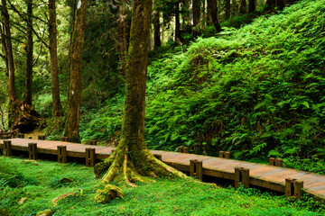 Wall Mural - boardwalk paths through the green forest, Alishan Forest Recreation Area in Chiayi, Taiwan.
