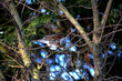 Bird on a branch, pecking