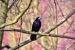 A rook on a branch of a tree, beautiful background