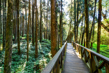 Wall Mural - boardwalk paths through the green forest, Alishan Forest Recreation Area in Chiayi, Taiwan.