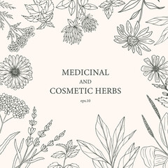 Hand drawn medicinal and cosmetic plants, herbs. Botanical banner, decorative background for organic cosmetics, medicine. 