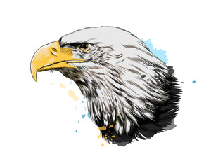 Fototapete - Bald eagle head portrait from a splash of watercolor, colored drawing, realistic. Vector illustration of paints