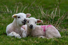 A Pair Of Early Spring Lambs In Green Pasture