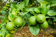Close-up of green lemon fruits on a lemon tree in Taiwan.