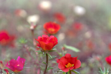 Wall Mural - Beautiful purslane flowers in the garden. Portulaca grandiflora, rose moss, sun rose.Place for text.