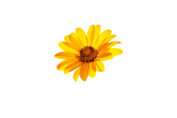 Wall Mural - Beautiful yellow heliopsis flower isolated on white background.