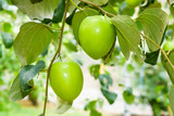 Fototapeta Morze - Close-up of green jujube fruit growing in the orchard.