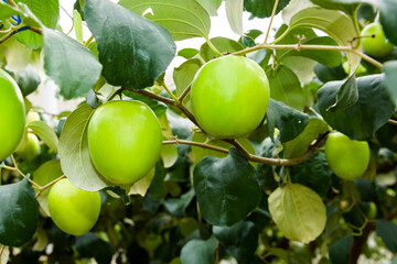 Wall Mural - Close-up of green jujube fruit growing in the orchard of Taiwan.