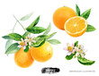 Orange fruit with leaves watercolor illustration isolated on white background