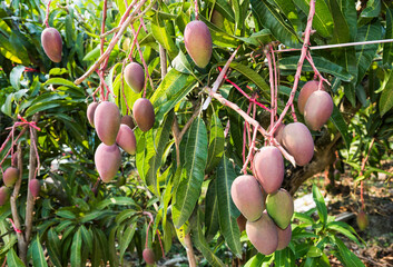 Wall Mural - Close-up of mango fruits on the mango tree in Pingtung, Taiwan. 