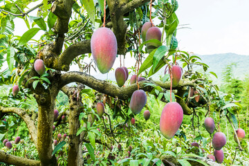 Wall Mural - Close-up of mango fruits on the mango tree in Tainan, Taiwan. 