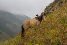 Horses Grazing On A Mountainside