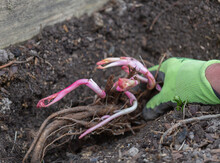 Bare Roots Of The Itoh Peony Being Planted, A Hybrid Perennial Plant Which Will Produce Large Fragrant Yellow Flowers