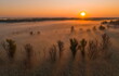 Foggy sunrise in the Volga river delta.