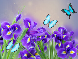 Wall Mural - fresh blue irise flowers