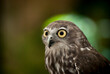 Australian Barking owl, ninox connivens, also known as the winking owl on the Gold Coast, Queensland