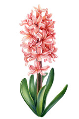 Flowers hyacinths on isolated white background, Watercolor botanical painting.