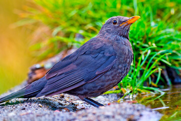 Blackbird, Turdus merula, Forest Pond, Mediterranean Forest, Castile and Leon, Spain, Europe